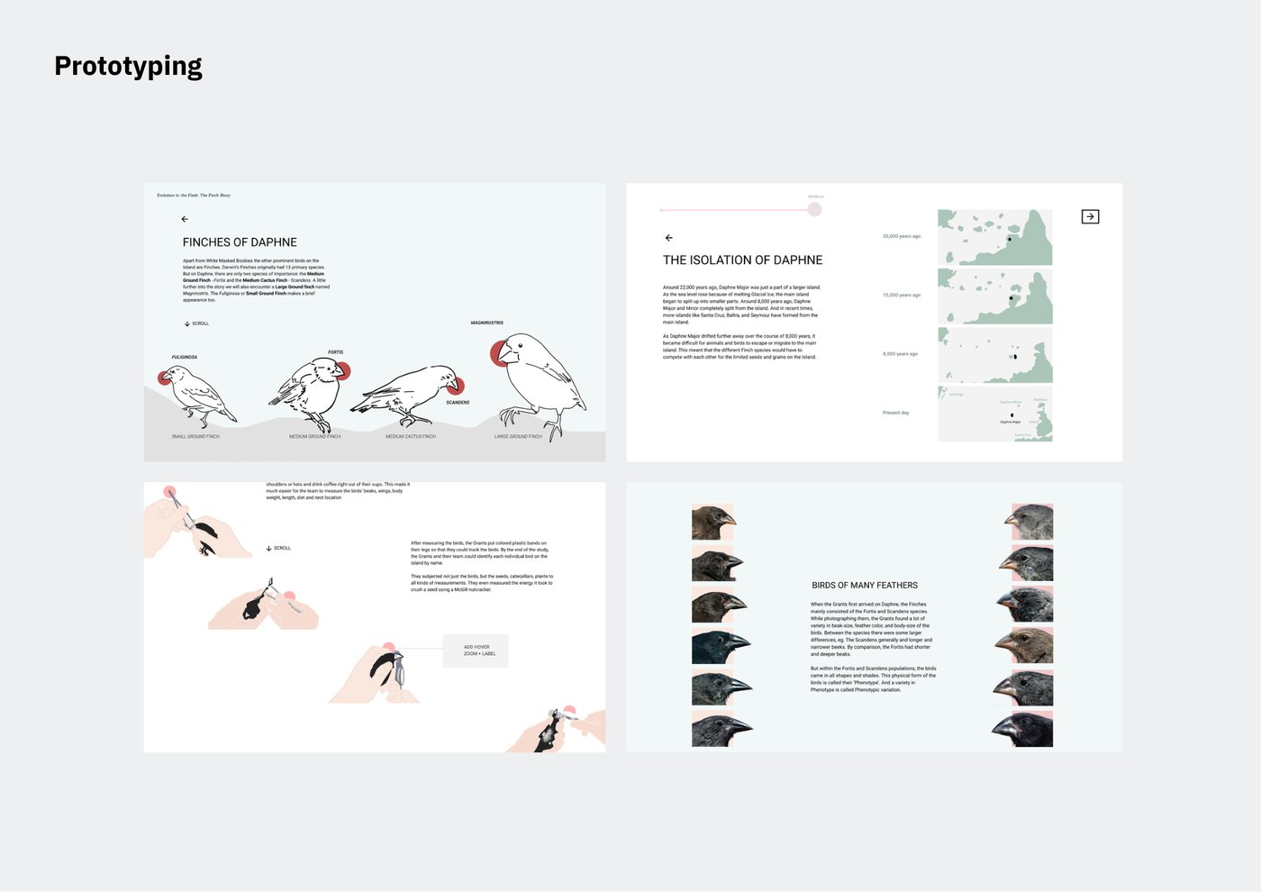 A 2x2 grid of final data-story screens: Finches of Daphne species intro, The Isolation of Daphne island timeline map, a hand-illustrated bird-measurement sequence, and Birds of Many Feathers sorted beak photos